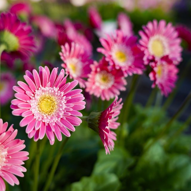 第12回北海道フィールドトライアル2025
「フラワーコンテスト2025」の
結果をお知らせいたします！

金賞（No.138）
ガーベラ ガルビネア スイート メモリー 淡桃
タキイ種苗(株)

銀賞（No.463）
リトルチュチュ レモンミスト
サントリーフラワーズ(株)

銅賞（No.164）
ガーベラ ガルビネア マジェスティック ライトピンク 淡桃
タキイ種苗(株)

第4位（No.467）
コロロジャンボ ピンクグラデーション
サントリーフラワーズ(株)

第5位（No.414）
ルドベキア プレーリーサン
(株)サカタのタネ

第6位（No.261）
ランタナ パッションプルーツ
(株)エム・アンド・ビー・フローラ

第7位（No.303）
ポーチュラカ3色 ポーチュラカ混色植え 混色植え
カネコ種苗(株)

第8位（No.243）
チョコレートコスモス 試験品種
(株)HIJ

第9位（No.170）
カリブラコア チャチャ ディーバアプリコット
(株)エム・アンド・ビー・フローラ

第10位（No.375）
百日草 プレシオーサ スカーレット
タキイ種苗(株)

#北海道フィールドトライアル
#八紘学園
#緑化フェア
#花
#北海道
#札幌
#花のある暮らし
#北海道フェア
#花と緑
#植物好き
#花好き
#植物が好き
#花好きな人と繋がりたい
#植物好きと繋がりたい
#植物のある暮らし
#flower
#ハナbee
#ハンギングバスケット
#岩谷マテリアル
#フジフローラ
#エムアンドフローラ
#カネコ種苗
#サカタのタネ
#サントリーフラワーズ
#タキイ種苗
#ハクサン
#寄せ植え教室
#北海道フラワーガーデン協会
#フラワーコンテスト