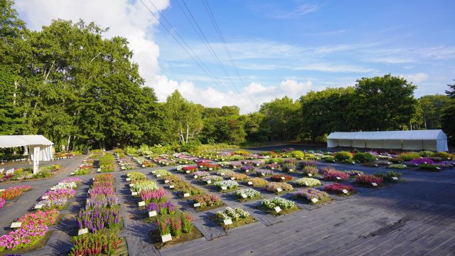2025年8月1日（金）・2日（土）に開催された 「第12回 北海道フィールドトライアル2025」、無事に終了しました！ 暑い中、たくさんの方にご来場いただき、本当にありがとうございました。 皆さんのおかげで、今年もとても楽しい2日間になりました。
また来年、お会いできるのを楽しみにしています！

[開催日時]
2025年8月1日(金)～2日(土) 8:30〜16:00

[会場]
学校法人八紘学園 北海道農業専門学校 特設会場
〒062-0053 札幌市豊平区月寒東3条11丁目3
入場無料

[参加団体]
岩谷マテリアル(株)
(株)H・I・J/フジ フローラ
(株)エム・アンド・ビー・フローラ
カネコ種苗(株)
(株)サカタのタネ
サントリーフラワーズ(株)
タキイ種苗(株)
(株)ハクサン

#北海道フィールドトライアル
#八紘学園
#緑化フェア
#花
#北海道
#札幌
#花のある暮らし
#北海道フェア
#花と緑
#植物好き
#花好き
#植物が好き
#花好きな人と繋がりたい
#植物好きと繋がりたい
#植物のある暮らし
#flower
#ハナbee
#ハンギングバスケット
#岩谷マテリアル
#フジフローラ
#エムアンドフローラ
#カネコ種苗
#サカタのタネ
#サントリーフラワーズ
#タキイ種苗
#ハクサン
#寄せ植え教室
#北海道フラワーガーデン協会
#花農家ゆうきの園芸ガーデニングチャンネル
#ガーデンちゃんねる